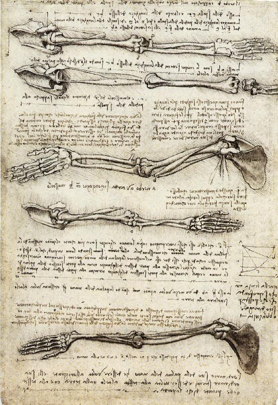 Da Vinci took his anatomical studies further than any other artist, filling multiple sketchbooks with his drawings of the human body and pioneering the detailed documentation of dissections from multiple angles.  (Image via Wikipedia) 