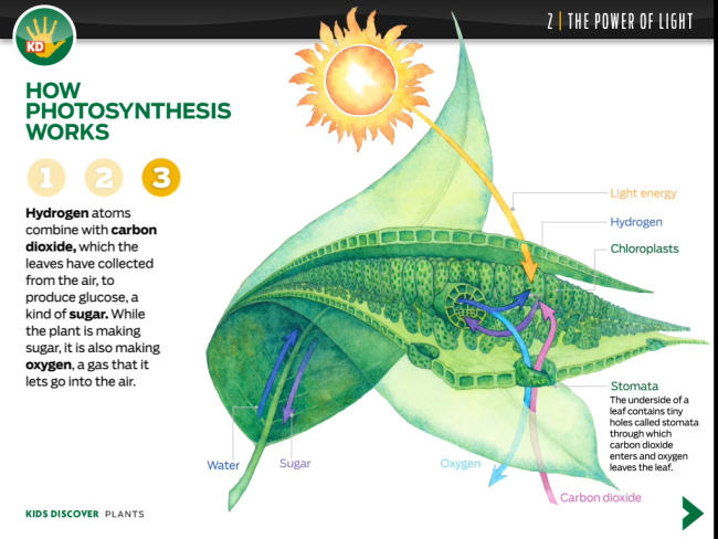 photosynthesis vs cellular respiration for kids