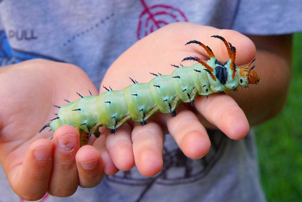 meet-the-hickory-horned-devil-a-fierce-but-harmless-caterpillar-kids